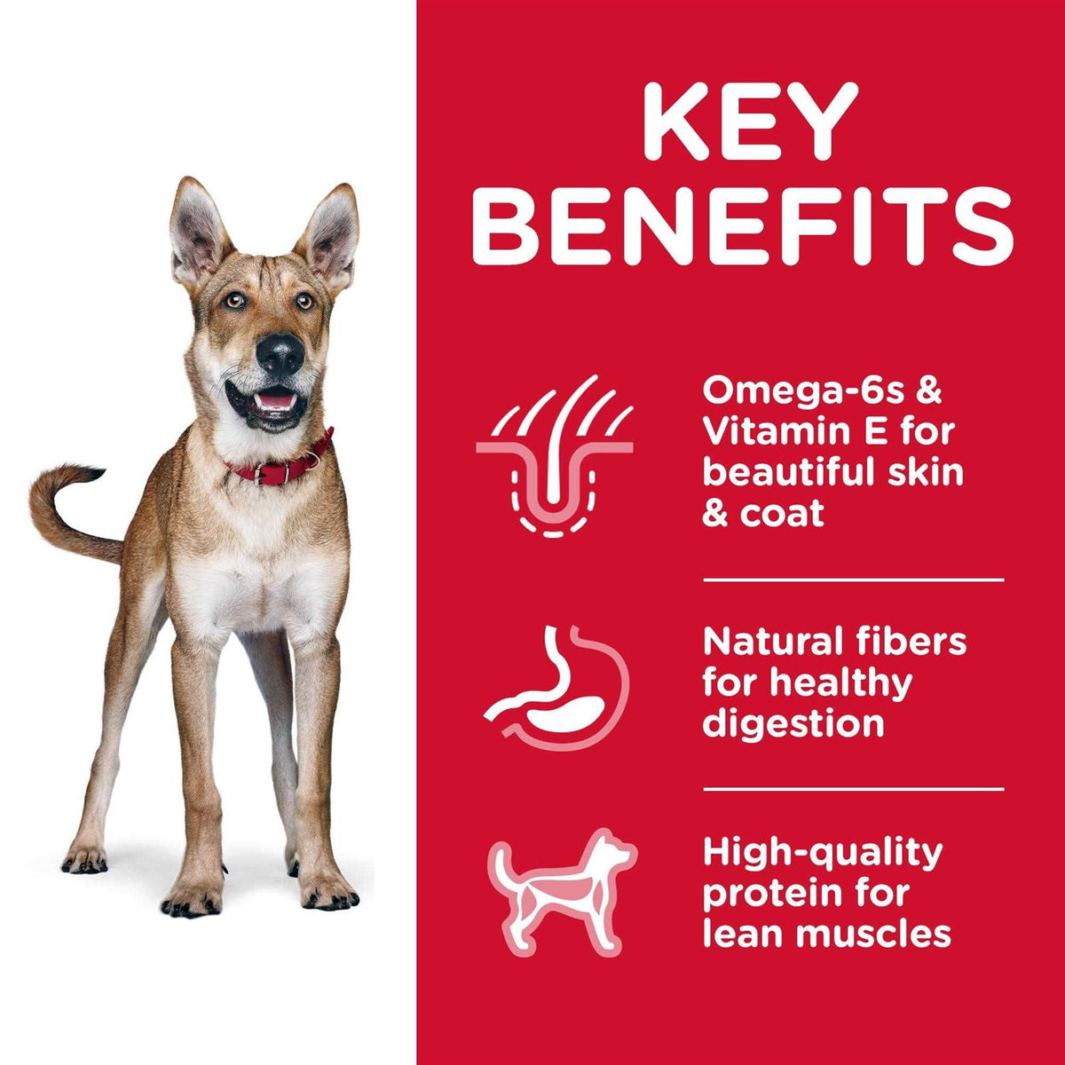 Chicken & Barley Dry Dog Food F995237