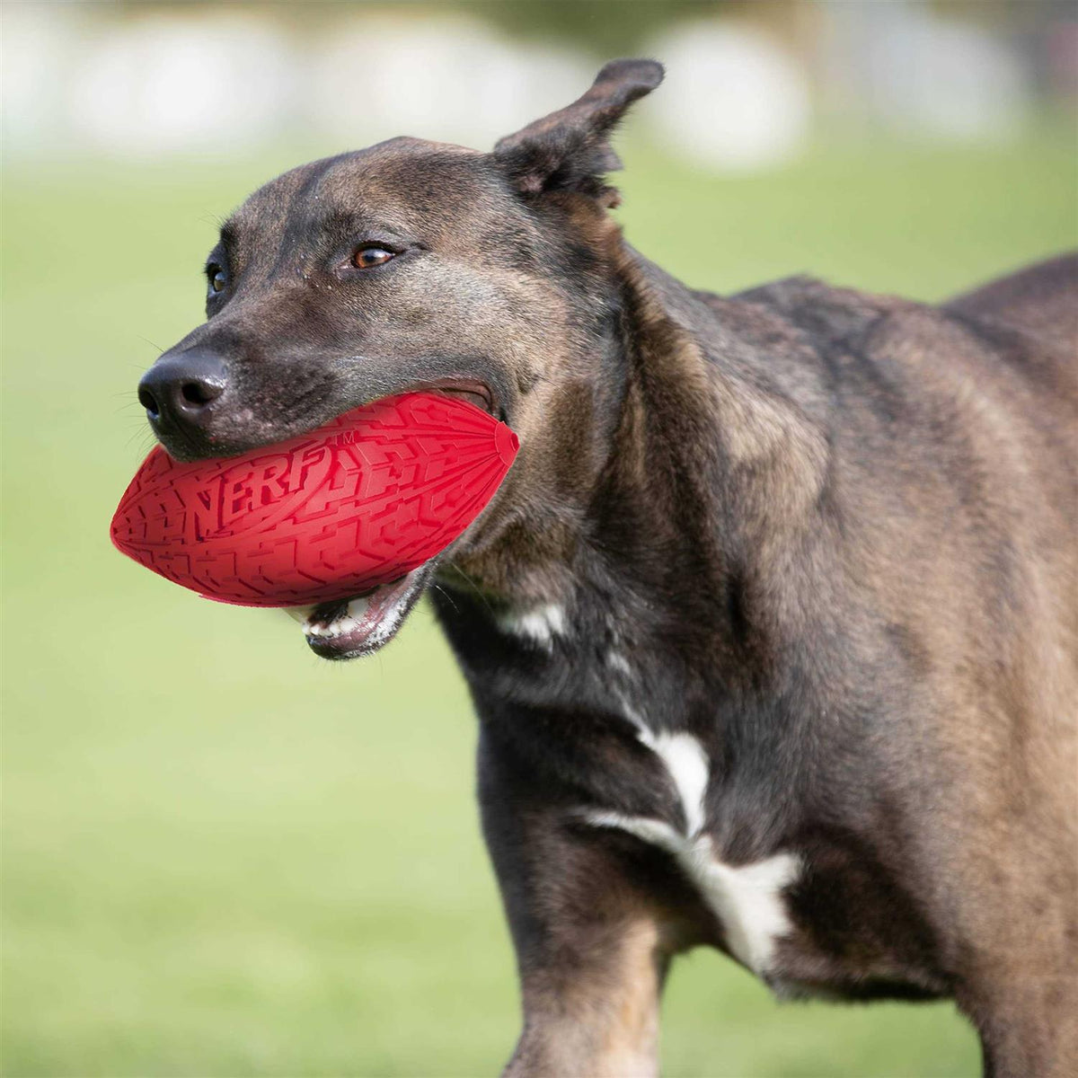 Dog Toy K7294