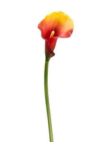12 Pieces PVC Calla Lily Stem X620