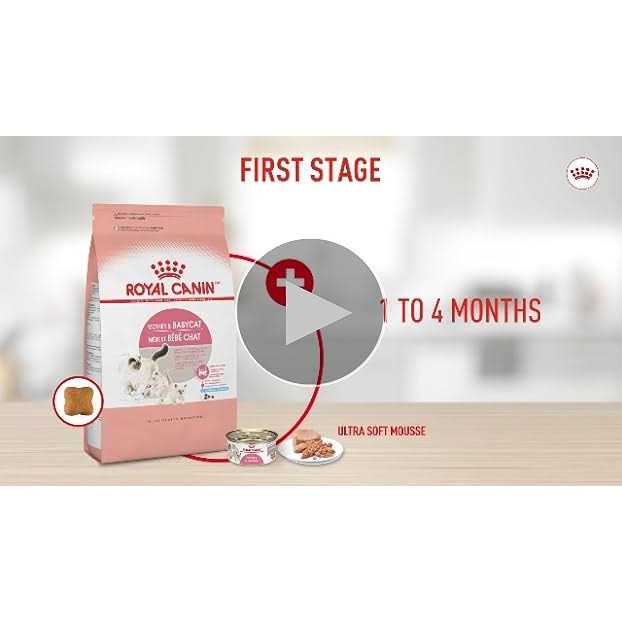 Canned Cat Food P981