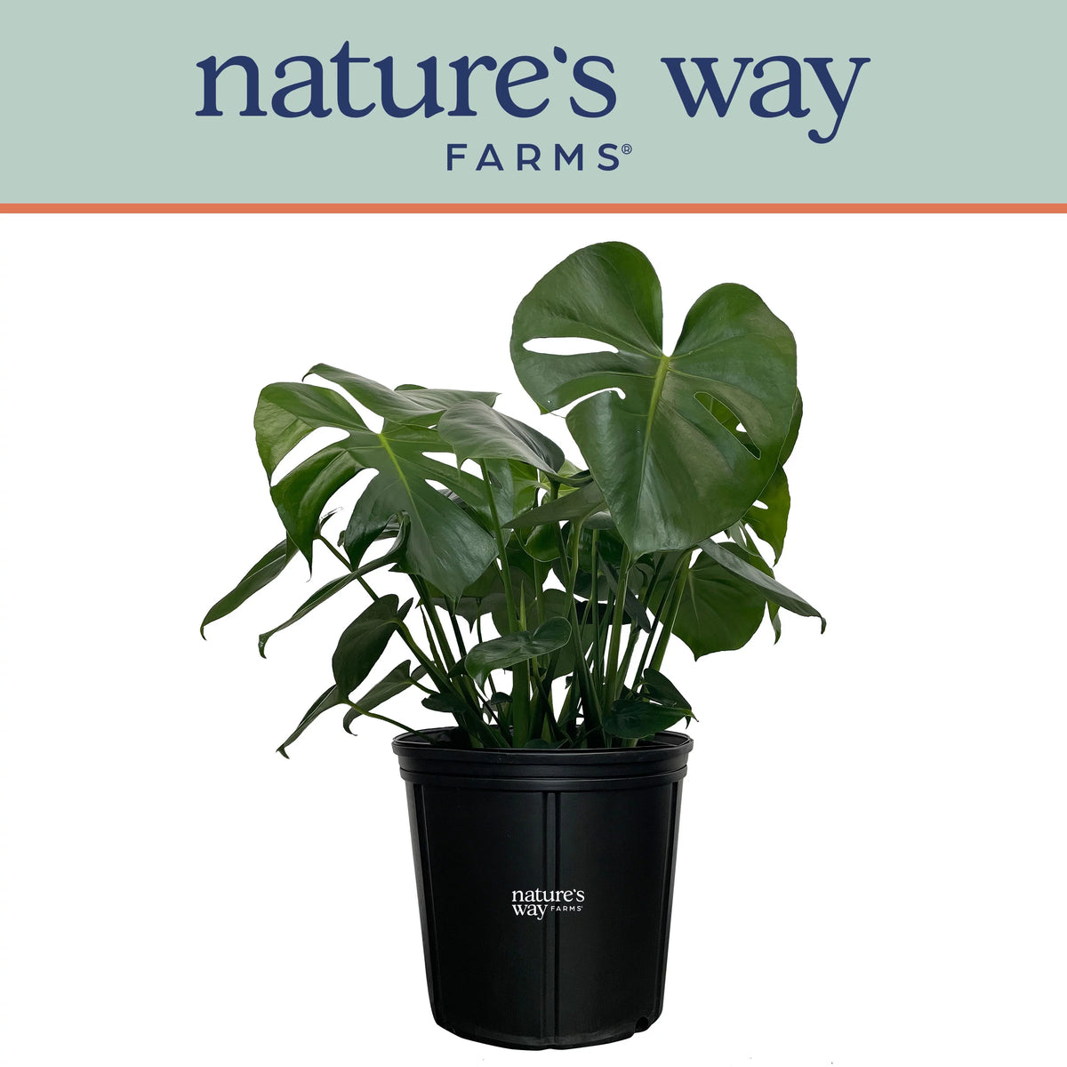 Philodendron Monstera Live Plant in growers pot Y79649