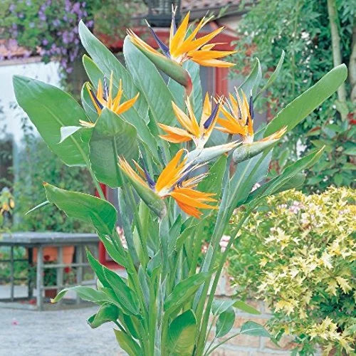 Bird of Paradise 1 Plants 1 Gal Pot X12711