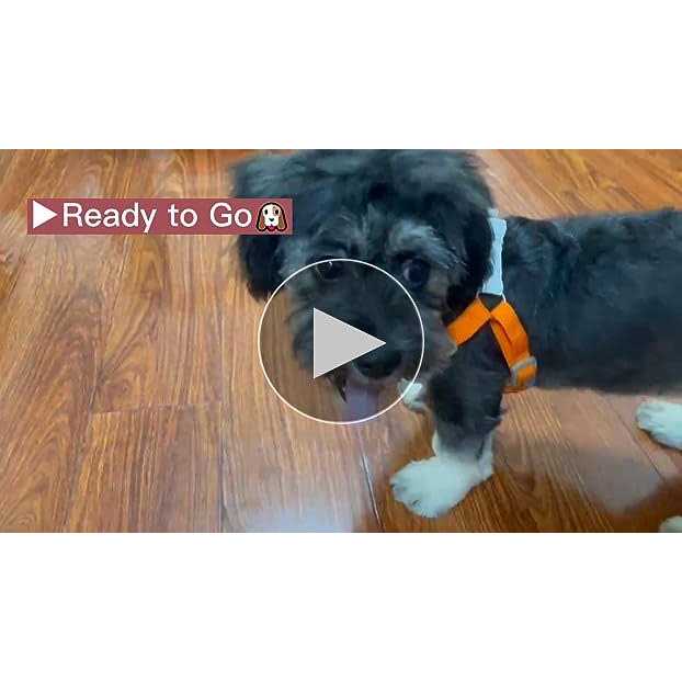 Adjustable Padded Reflective Dog Harness with 2 Leash Clips I539899