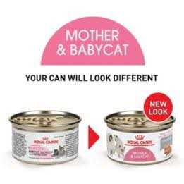 Canned Cat Food P981