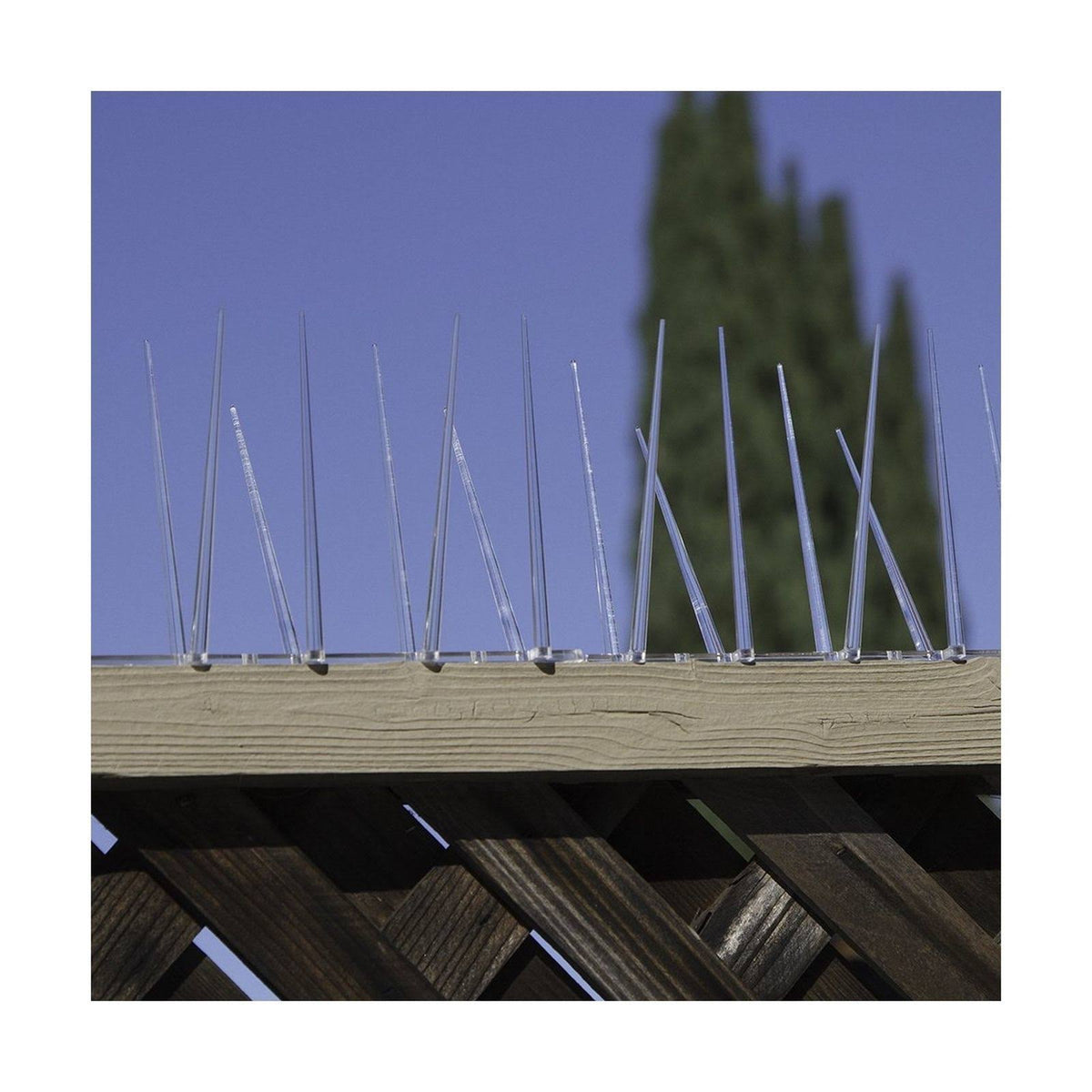 Bird Spike, True 50-Feet R220091