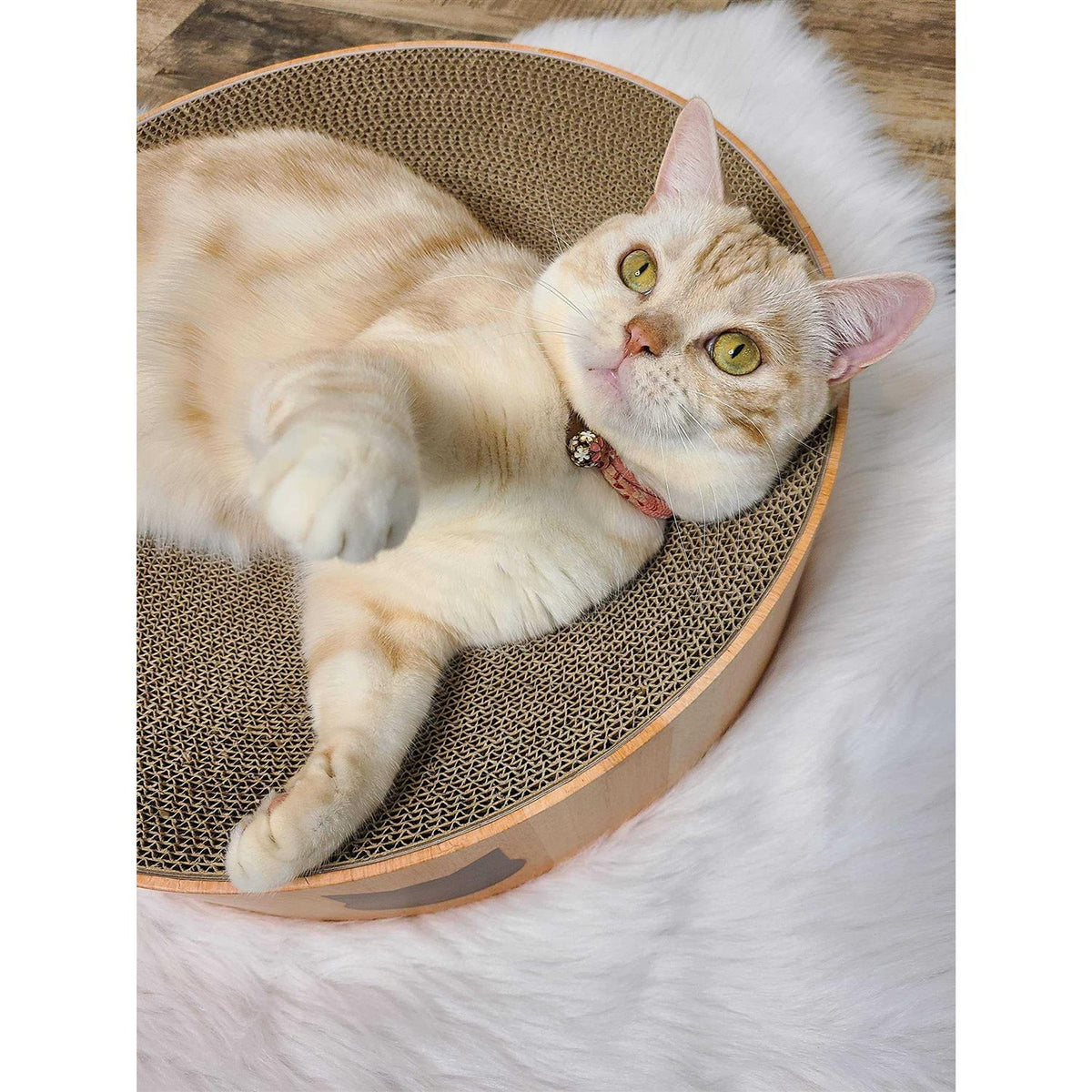 Cat Scratcher Bowl J999746