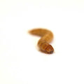 Mealworms Live Feed Reptile Food Q768
